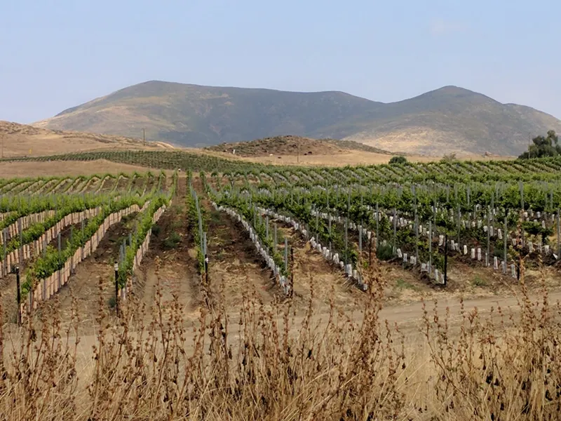 Rows of young grapevines in Temecula Valley wine country with the hills behind